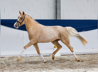 Pony tedesco, Giumenta, 5 Anni, 144 cm, Sauro
