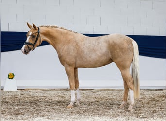 Pony tedesco, Giumenta, 5 Anni, 144 cm, Sauro