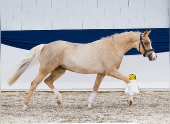 Pony tedesco, Giumenta, 5 Anni, 144 cm, Sauro