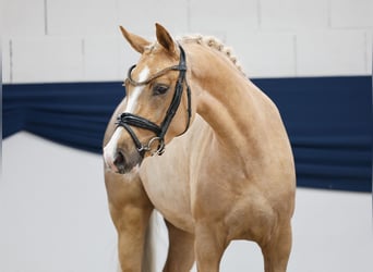 Pony tedesco, Giumenta, 5 Anni, 144 cm, Sauro
