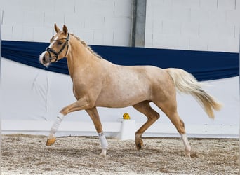 Pony tedesco, Giumenta, 5 Anni, 144 cm, Sauro