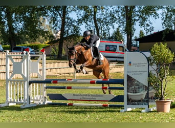 Pony tedesco, Giumenta, 5 Anni, 145 cm, Baio