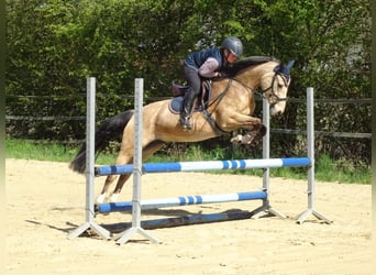 Pony tedesco, Giumenta, 5 Anni, 145 cm, Falbo