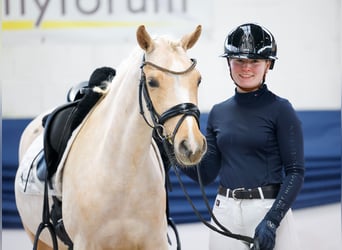 Pony tedesco, Giumenta, 5 Anni, 145 cm, Palomino