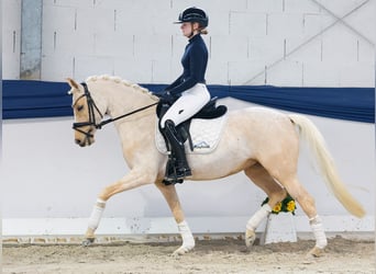 Pony tedesco, Giumenta, 5 Anni, 145 cm, Palomino