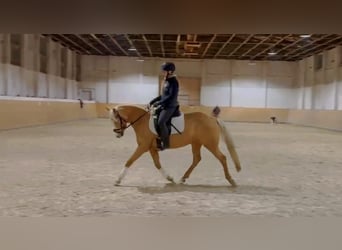Pony tedesco, Giumenta, 5 Anni, 145 cm, Palomino