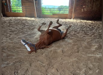 Pony tedesco, Giumenta, 5 Anni, 145 cm, Sauro