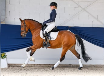 Pony tedesco, Giumenta, 5 Anni, 146 cm, Baio