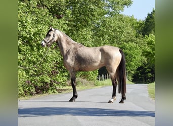 Pony tedesco, Giumenta, 5 Anni, 146 cm, Falbo