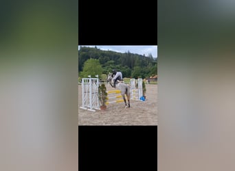 Pony tedesco, Giumenta, 5 Anni, 146 cm, Grigio pezzato