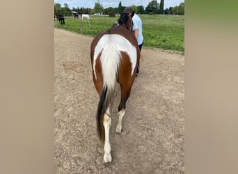 Pony tedesco, Giumenta, 5 Anni, 146 cm, Pezzato