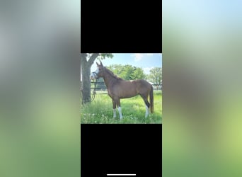 Pony tedesco, Giumenta, 5 Anni, 146 cm, Sauro