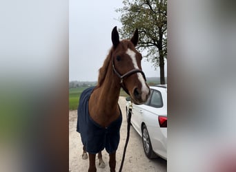 Pony tedesco, Giumenta, 5 Anni, 146 cm, Sauro ciliegia