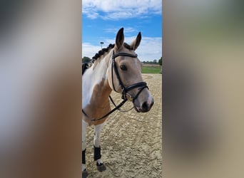 Pony tedesco, Giumenta, 5 Anni, 146 cm, Tobiano-tutti i colori