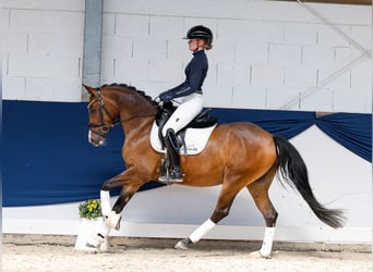 Pony tedesco, Giumenta, 5 Anni, 147 cm, Baio