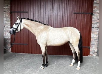 Pony tedesco, Giumenta, 5 Anni, 147 cm, Falbo