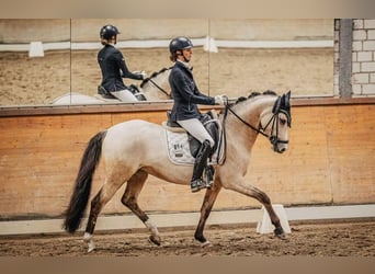 Pony tedesco, Giumenta, 5 Anni, 147 cm, Falbo