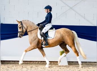 Pony tedesco, Giumenta, 5 Anni, 147 cm, Palomino