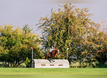 Pony tedesco, Giumenta, 5 Anni, 147 cm, Sauro