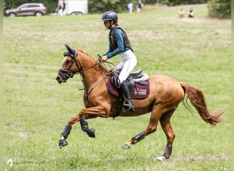Pony tedesco, Giumenta, 5 Anni, 147 cm, Sauro