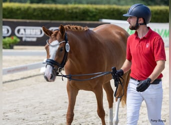 Pony tedesco, Giumenta, 5 Anni, 147 cm, Sauro
