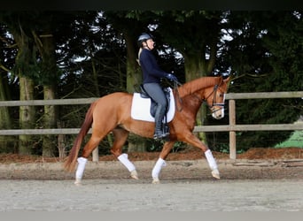 Pony tedesco, Giumenta, 5 Anni, 147 cm, Sauro