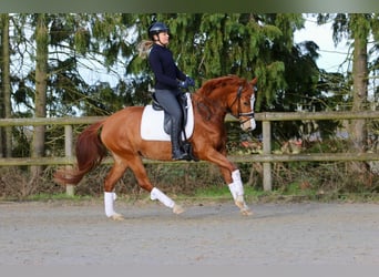 Pony tedesco, Giumenta, 5 Anni, 147 cm, Sauro