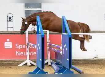 Pony tedesco, Giumenta, 5 Anni, 147 cm, Sauro