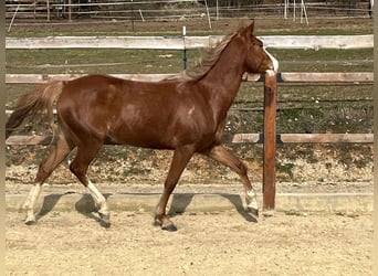 Pony tedesco, Giumenta, 5 Anni, 147 cm, Sauro