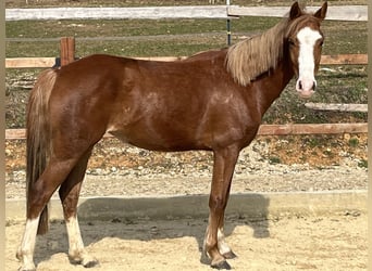 Pony tedesco, Giumenta, 5 Anni, 147 cm, Sauro