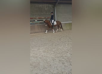 Pony tedesco, Giumenta, 5 Anni, 147 cm, Sauro