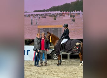 Pony tedesco, Giumenta, 5 Anni, 147 cm, Sauro scuro