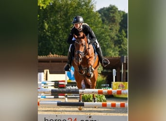 Pony tedesco, Giumenta, 5 Anni, 147 cm, Sauro scuro