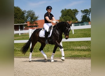 Pony tedesco, Giumenta, 5 Anni, 148 cm, Baio