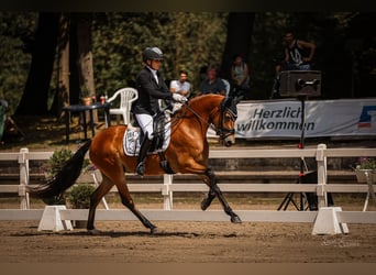 Pony tedesco, Giumenta, 5 Anni, 148 cm, Baio