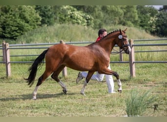 Pony tedesco, Giumenta, 5 Anni, 148 cm, Baio