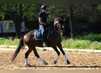 Pony tedesco, Giumenta, 5 Anni, 148 cm, Baio scuro