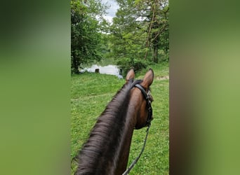 Pony tedesco, Giumenta, 5 Anni, 148 cm, Baio scuro