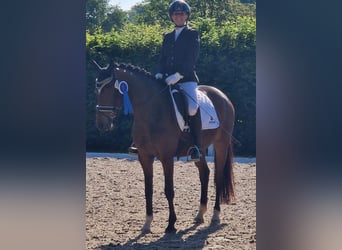 Pony tedesco, Giumenta, 5 Anni, 148 cm, Baio scuro