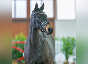 Pony tedesco, Giumenta, 5 Anni, 148 cm, Baio scuro