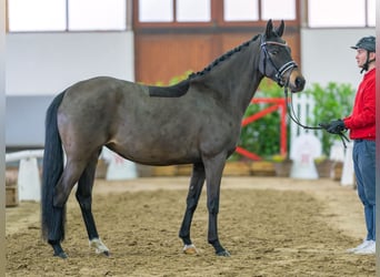 Pony tedesco, Giumenta, 5 Anni, 148 cm, Baio scuro
