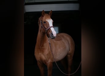 Pony tedesco, Giumenta, 5 Anni, 148 cm, Falbo