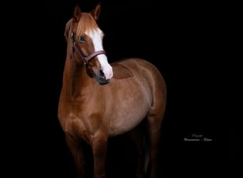 Pony tedesco, Giumenta, 5 Anni, 148 cm, Falbo