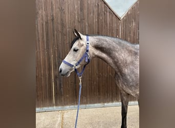 Pony tedesco, Giumenta, 5 Anni, 148 cm, Grigio pezzato