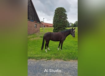 Pony tedesco, Giumenta, 5 Anni, 148 cm, Morello