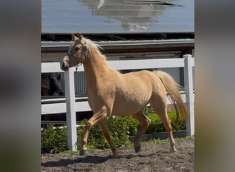 Pony tedesco, Giumenta, 5 Anni, 148 cm, Palomino