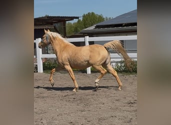 Pony tedesco, Giumenta, 5 Anni, 148 cm, Palomino