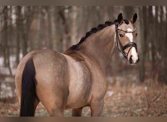Pony tedesco, Giumenta, 5 Anni, 148 cm, Pelle di daino