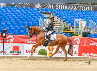 Pony tedesco, Giumenta, 5 Anni, 148 cm, Sauro
