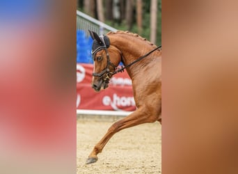 Pony tedesco, Giumenta, 5 Anni, 148 cm, Sauro